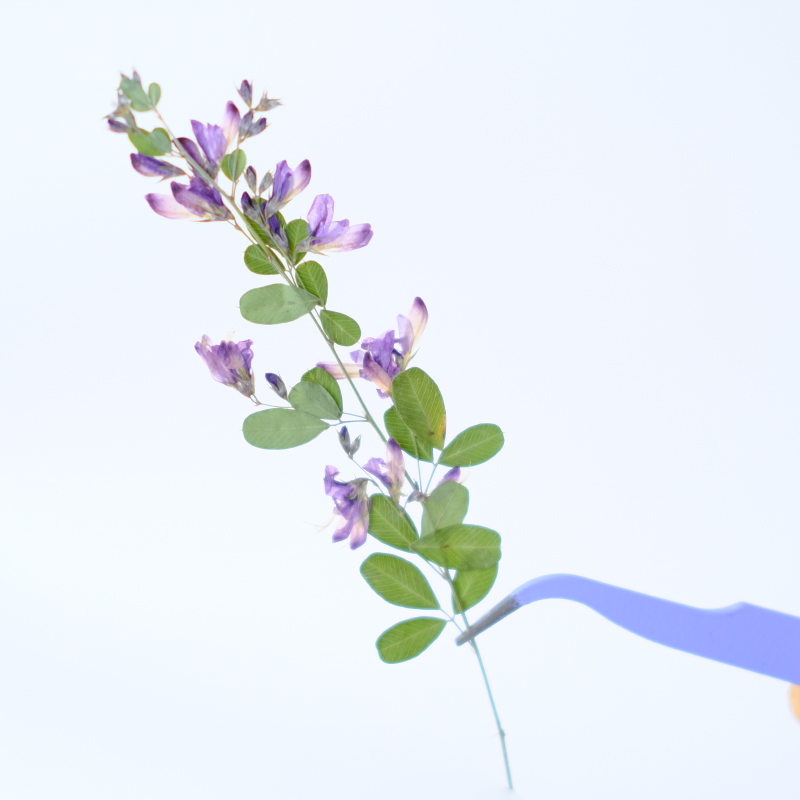 6개, 자연산 레스페다자 포모사 말린 압화, 식물 표본 - Resin Art And Jewelry 리뷰 및 가격
